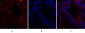 HIF-1α Polyclonal Antibody